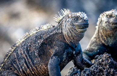 Marine iguana