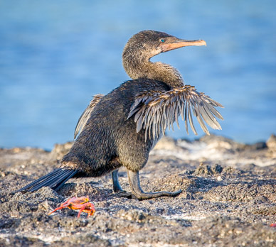 Flightless cormorant, plentiful nearby sealife made flying unnecessary