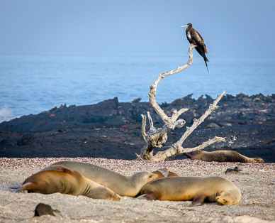 Frigate bird "guarding" sea lions