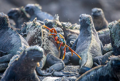 Marine iguanas warming up before swim