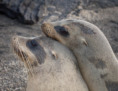 Sea lions