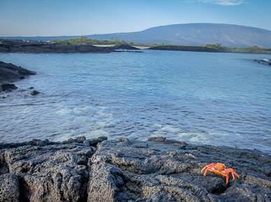 Sally lightfoot crab