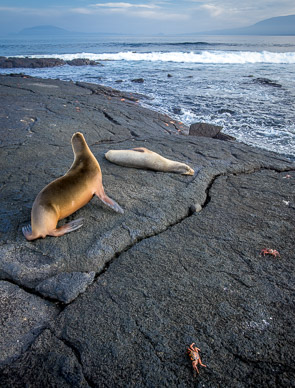 Sea lion and crab greeting party