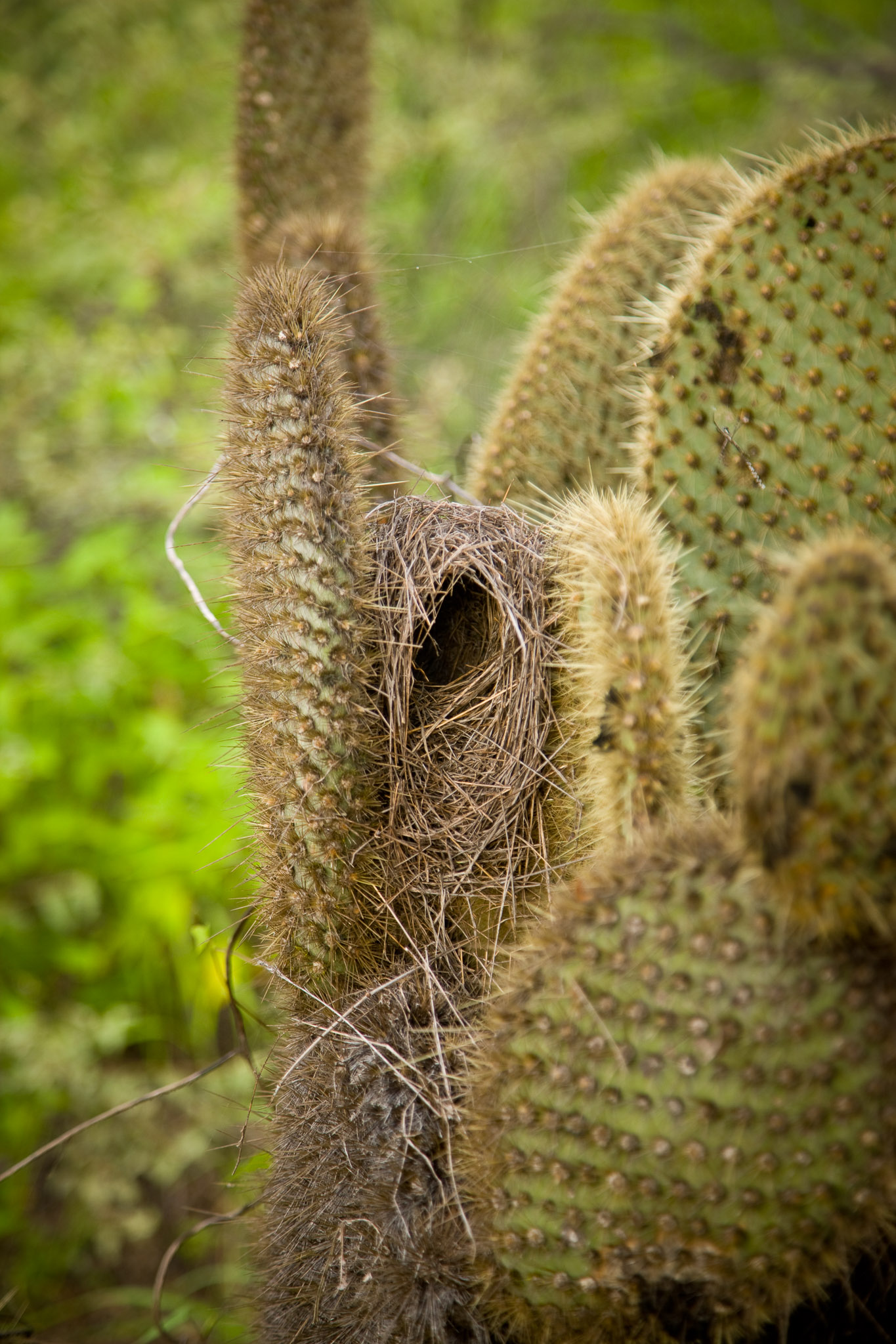 Lava finch nest