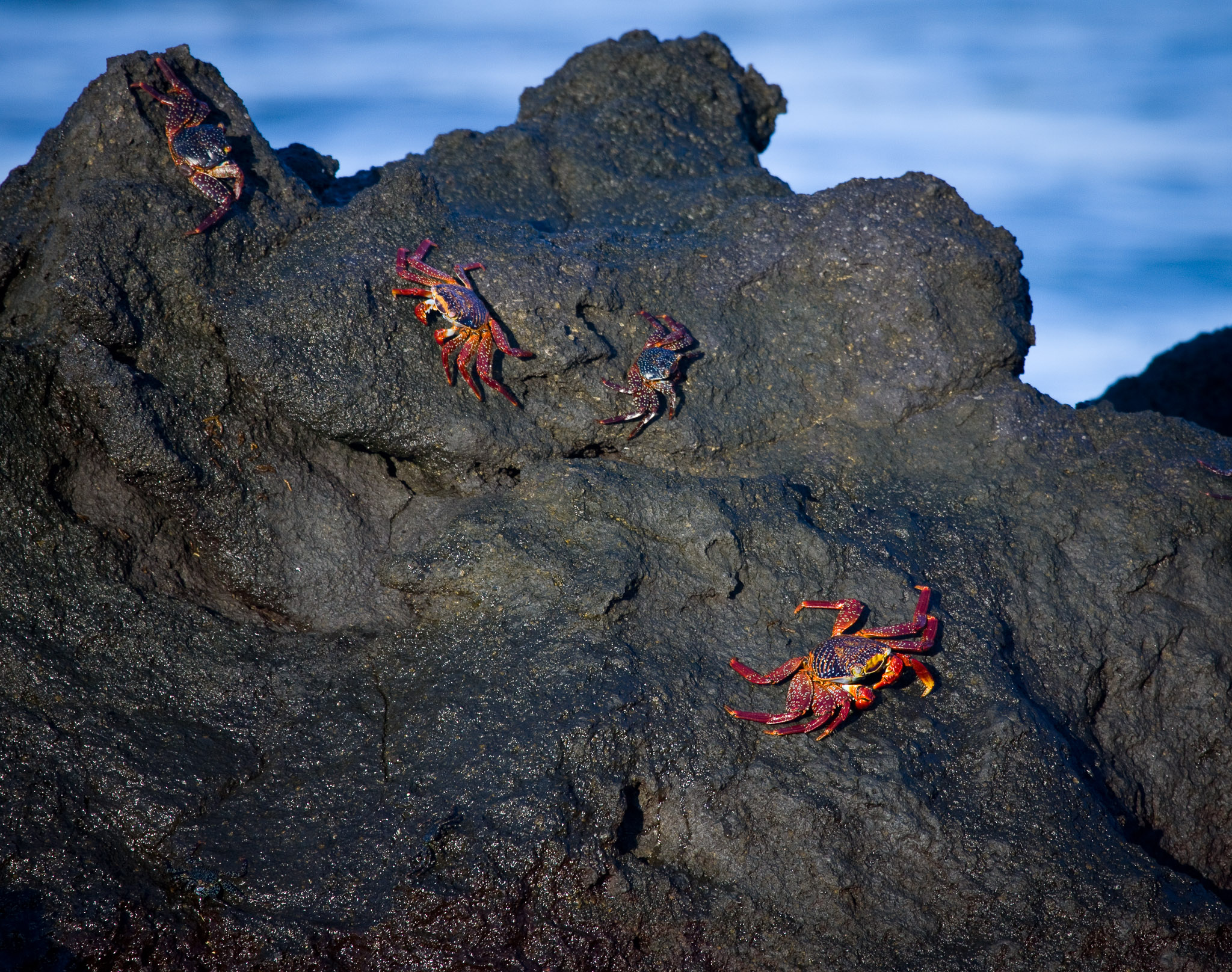 Sally lightfoot crabs