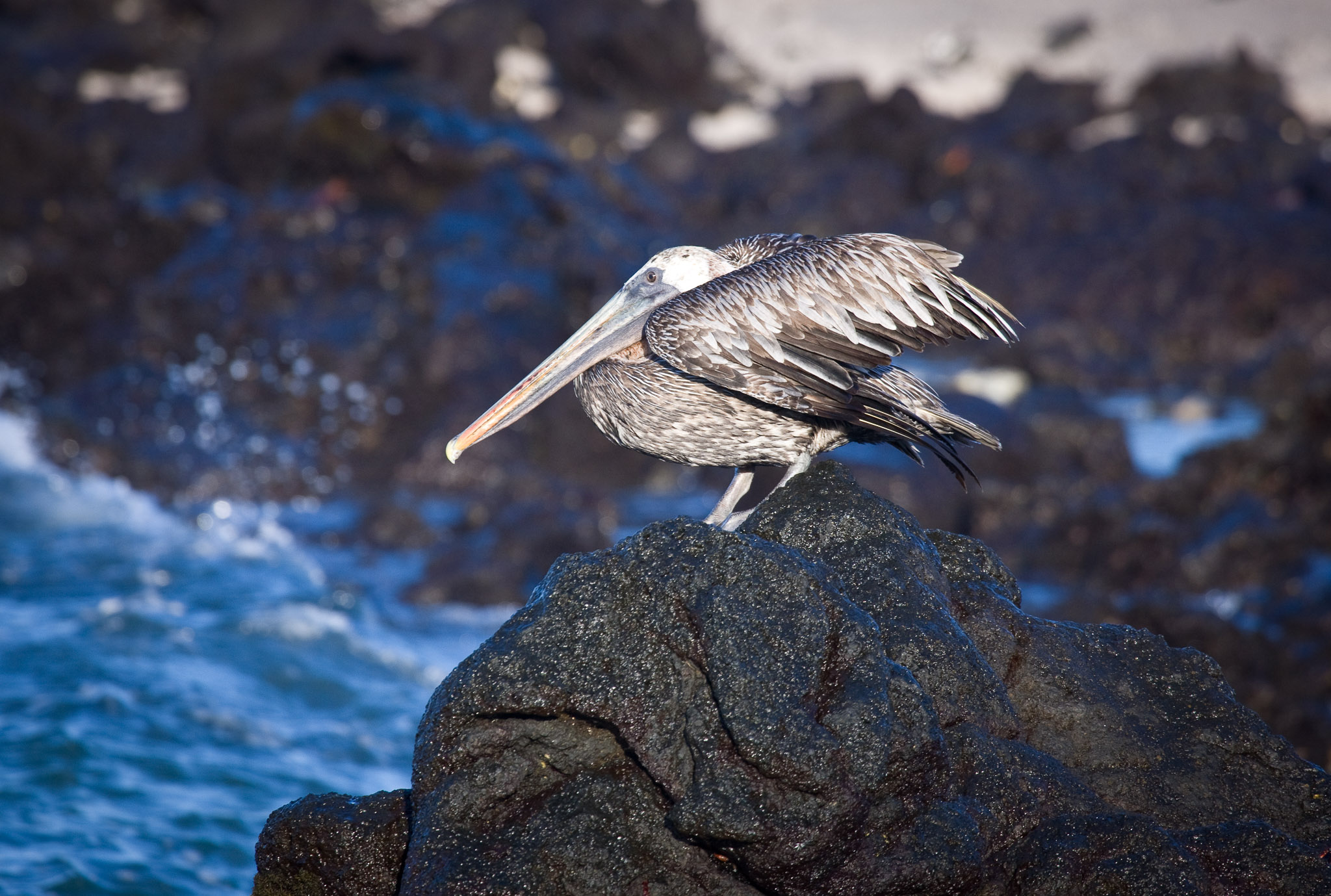 Ubiquitous pelicans