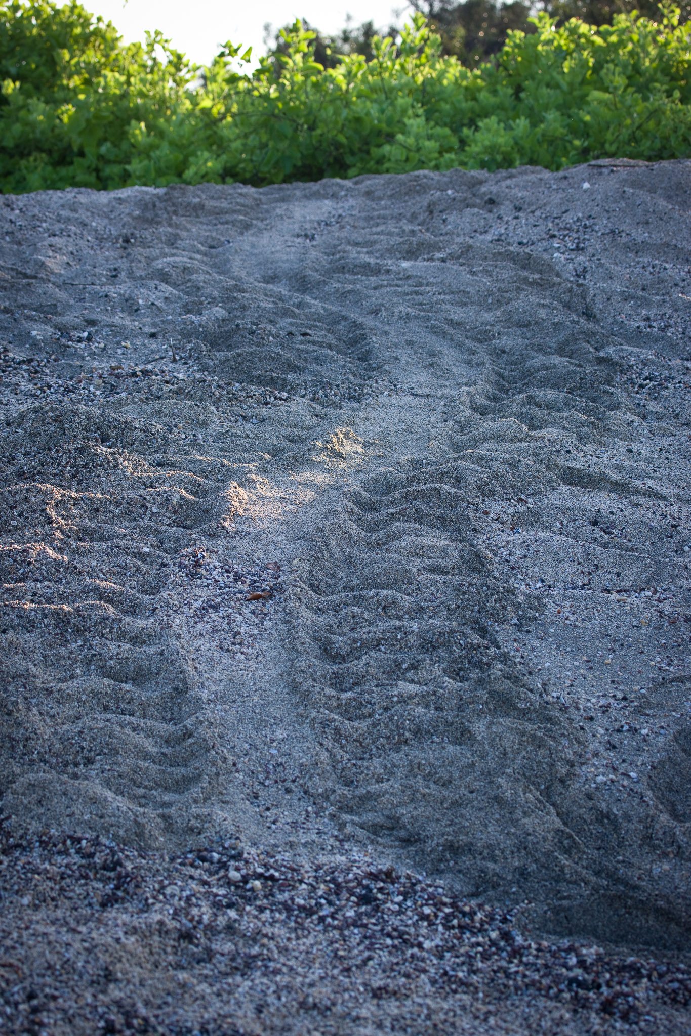 Track of sea turtle returning to sea from laying eggs last night