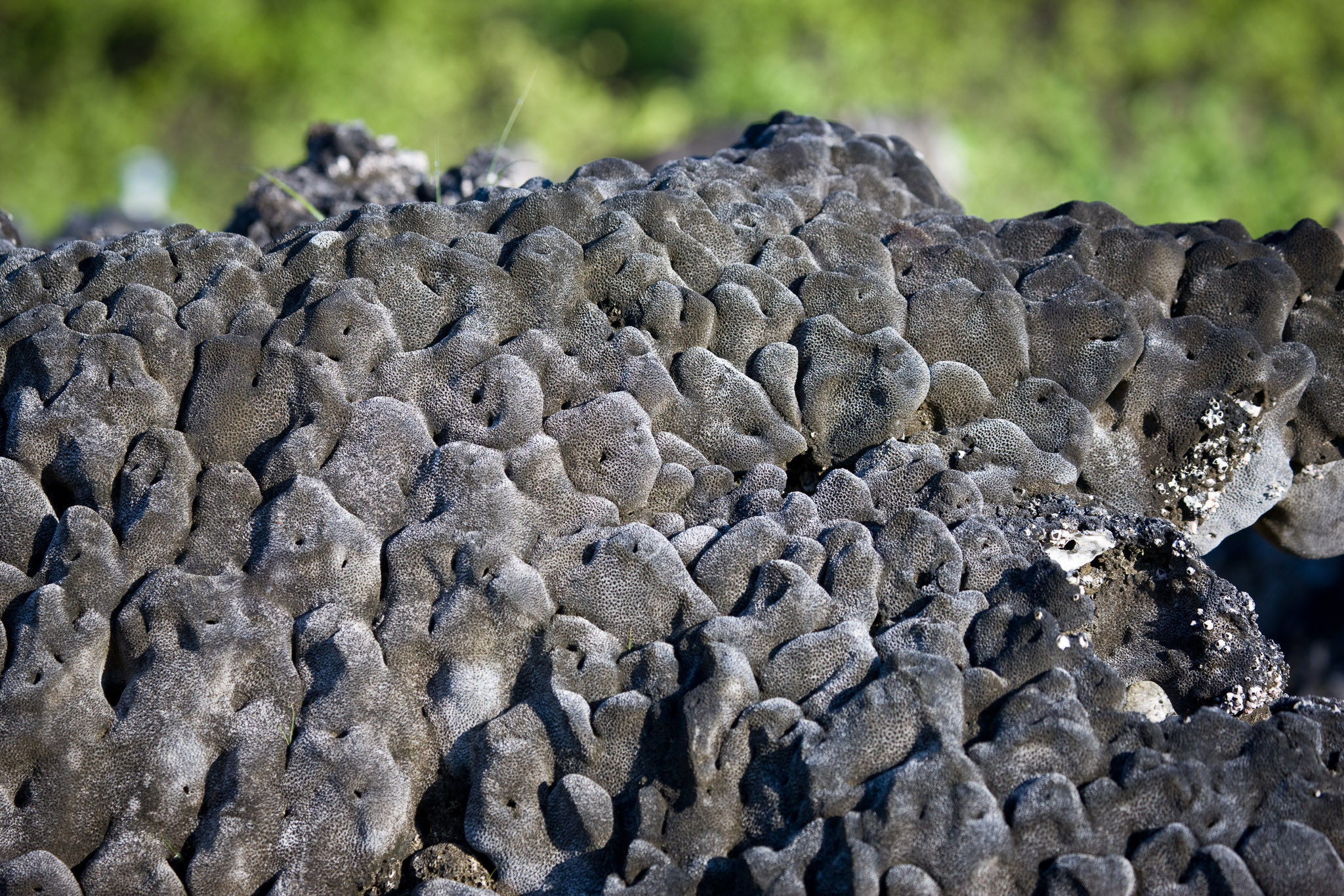 Brain coral now high & dry from recent volcanic uplift