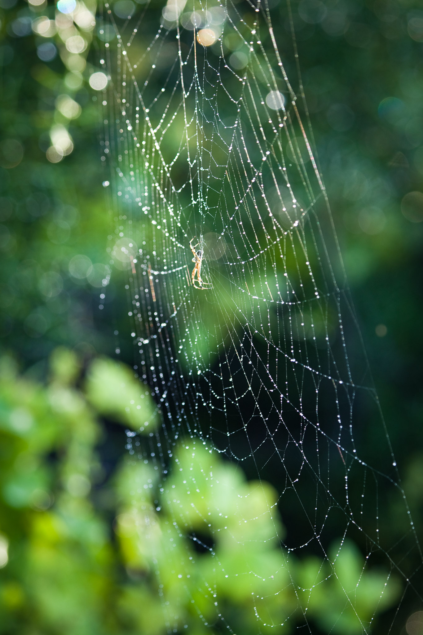 Lots of spider activity