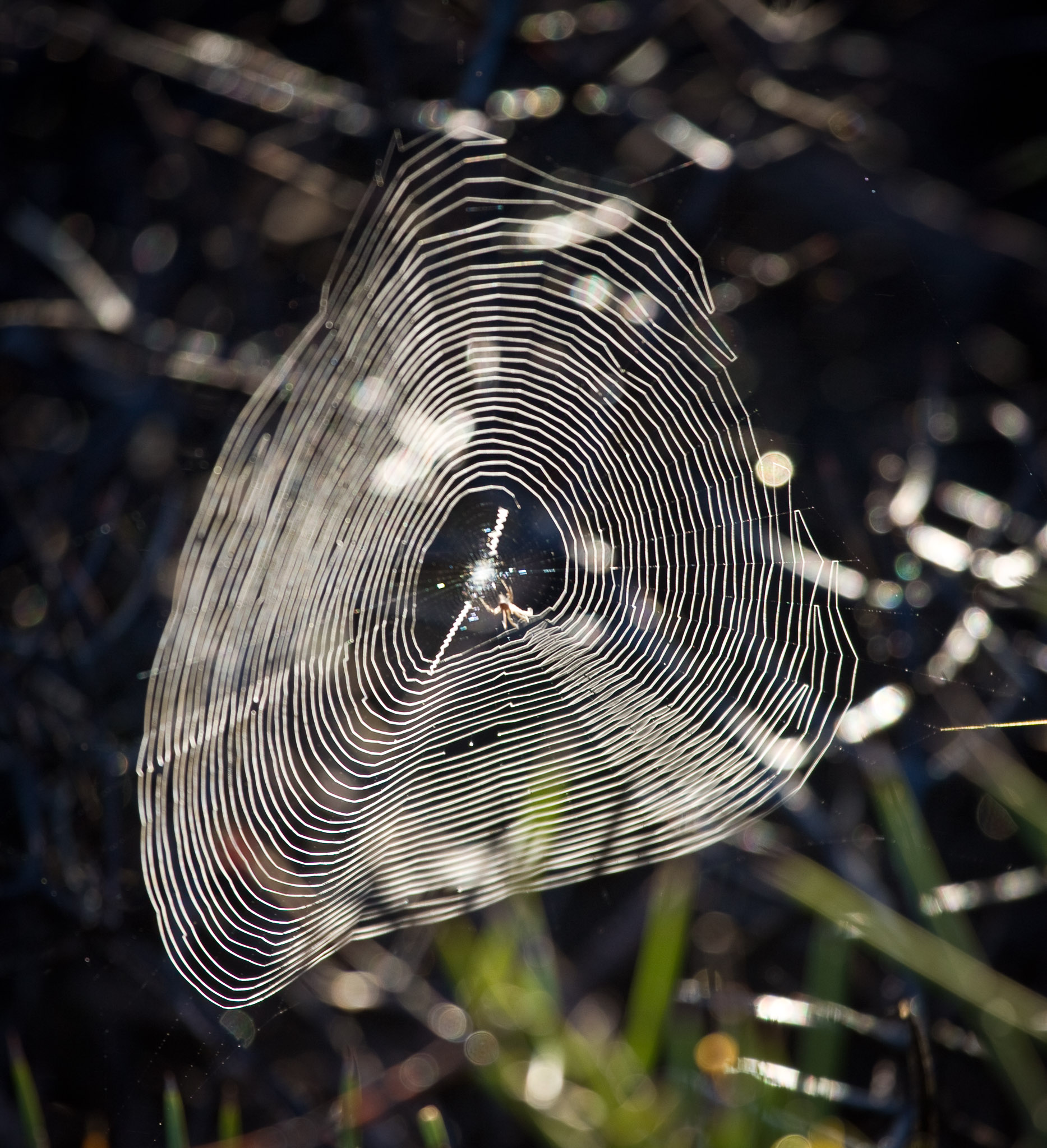 Lots of spider activity