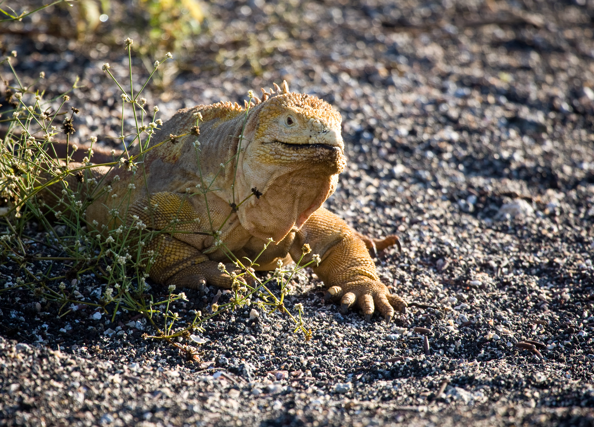 Land iguana