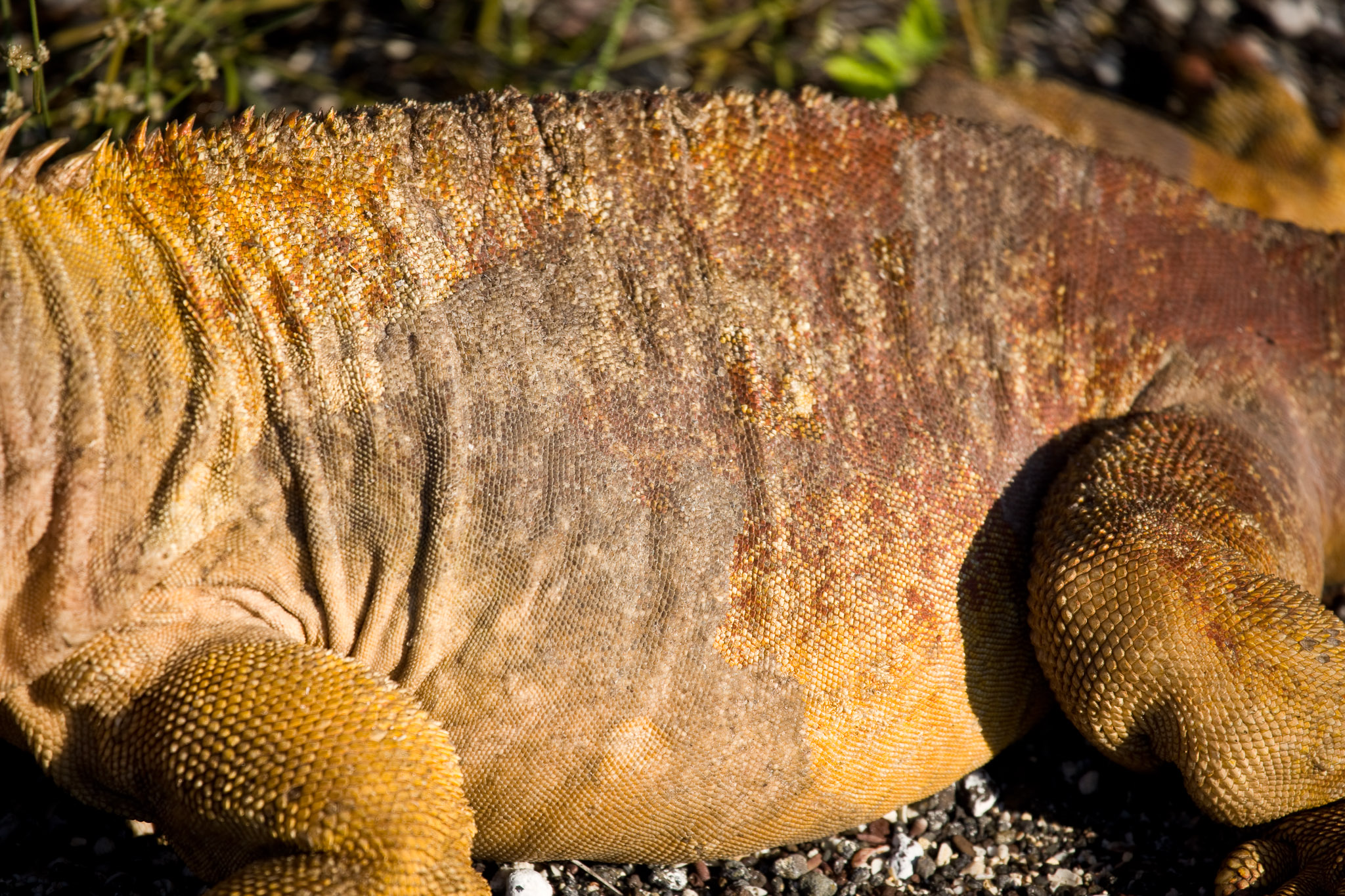 Land iguana