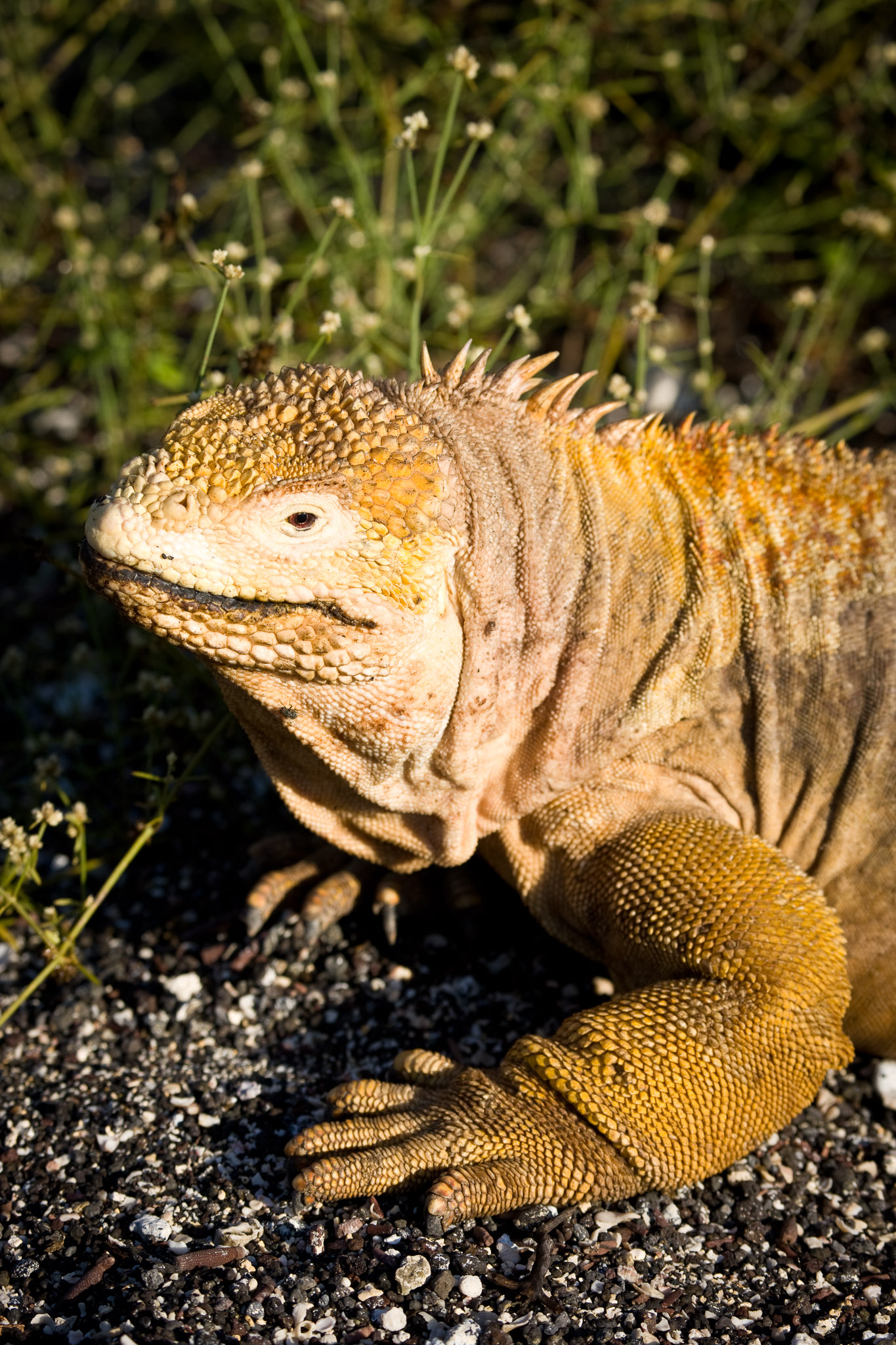 Land iguana