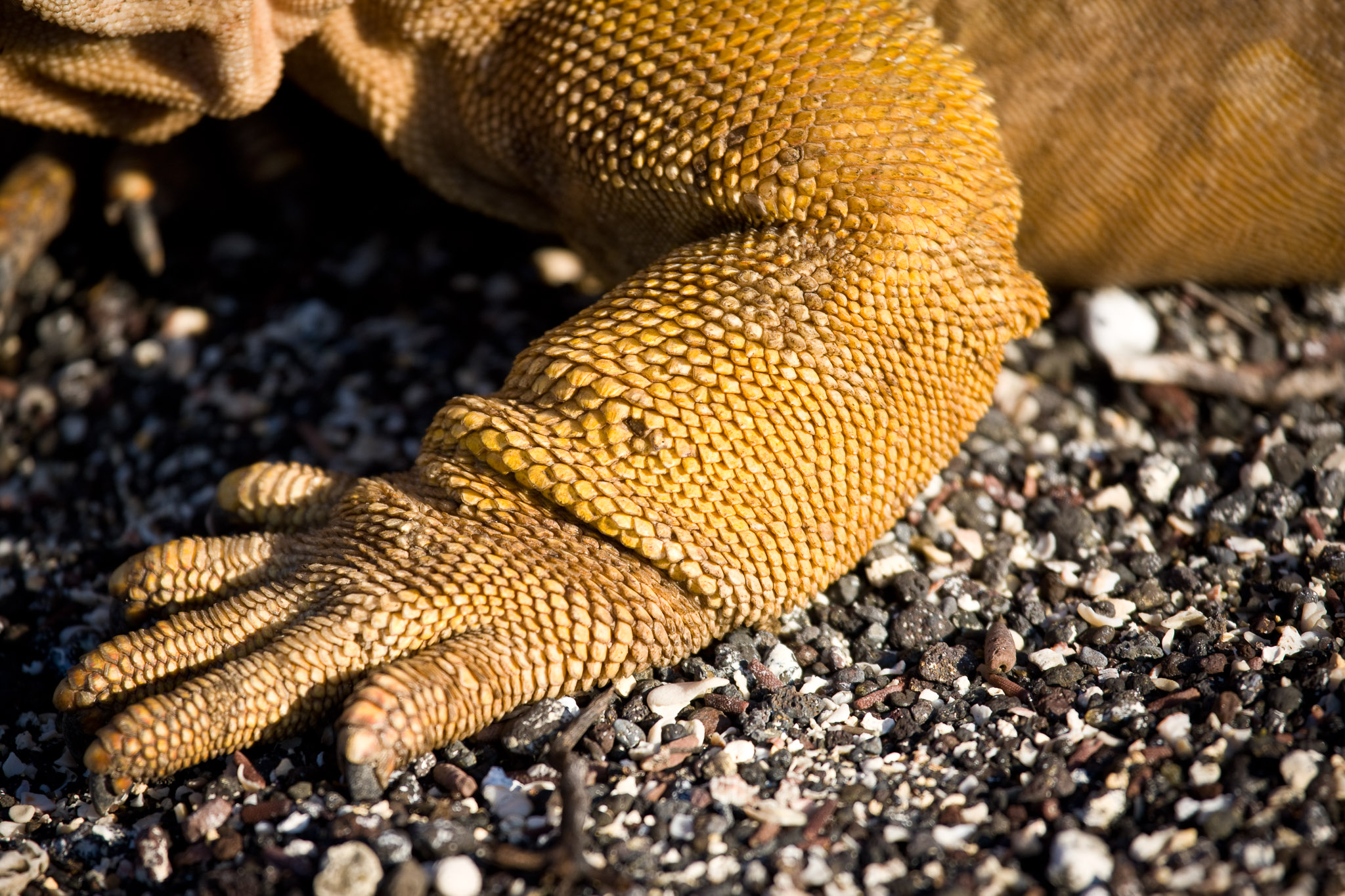 Land iguana