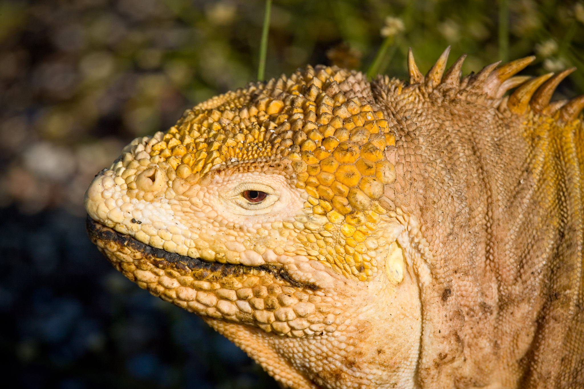 Land iguana