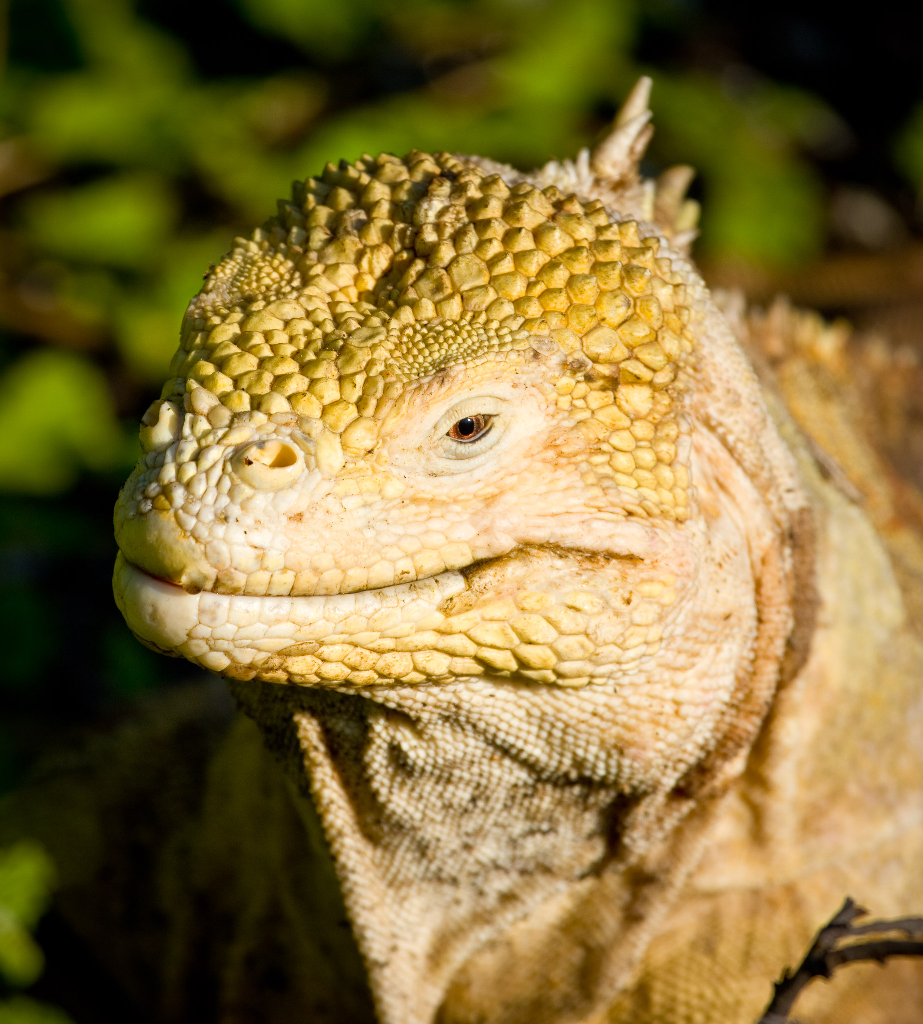 Land iguana