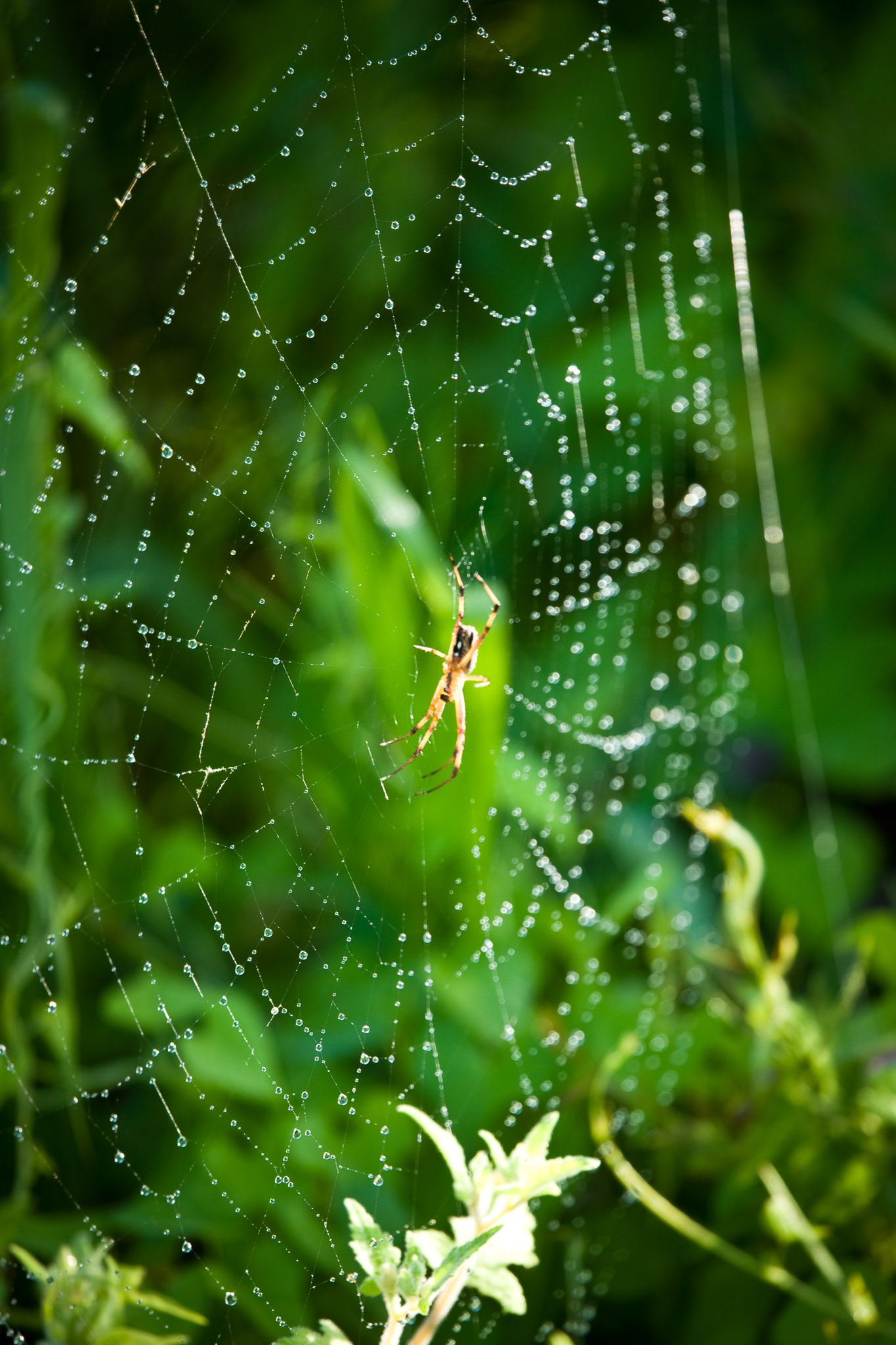 Lots of spider activity