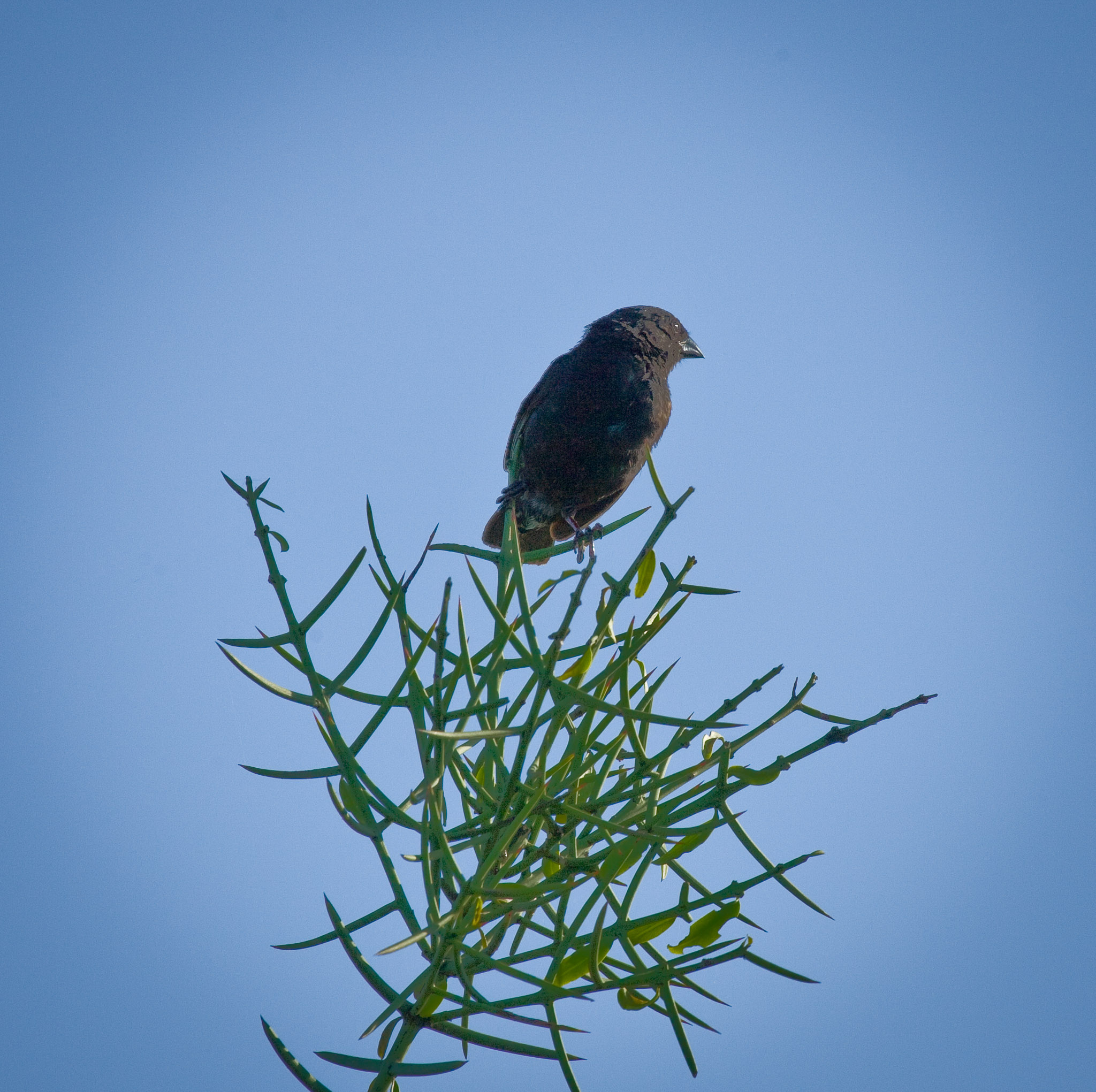 Another Darwin finch (which species?)