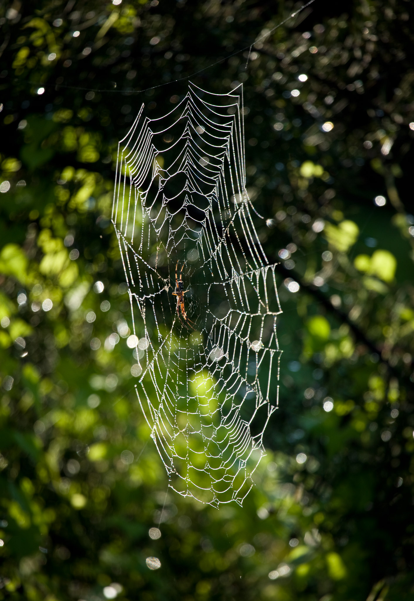 Lots of spider activity