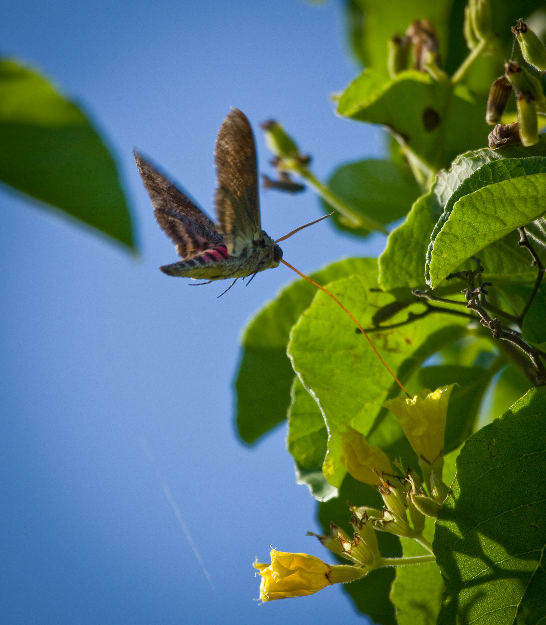 Large moth