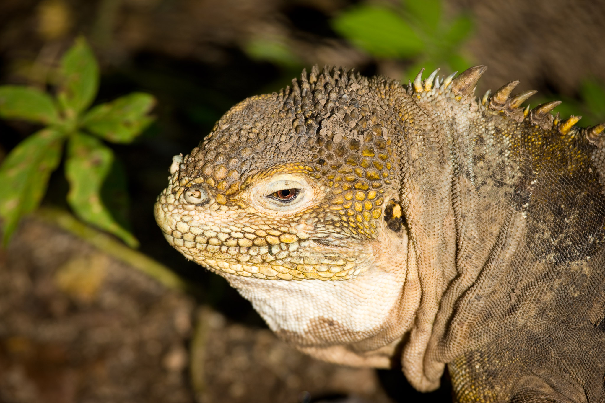 Land iguana