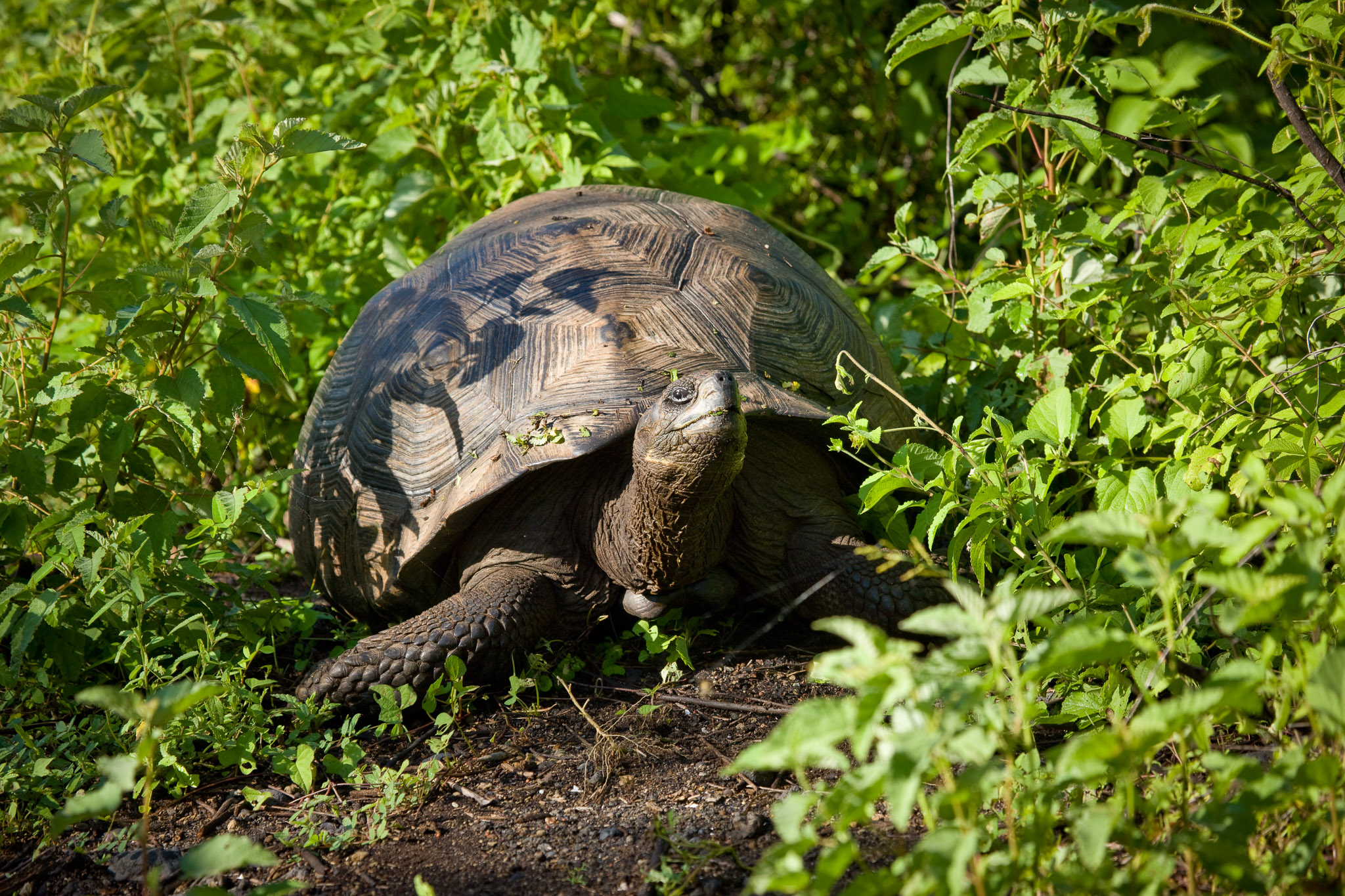 Galapagos tortoise