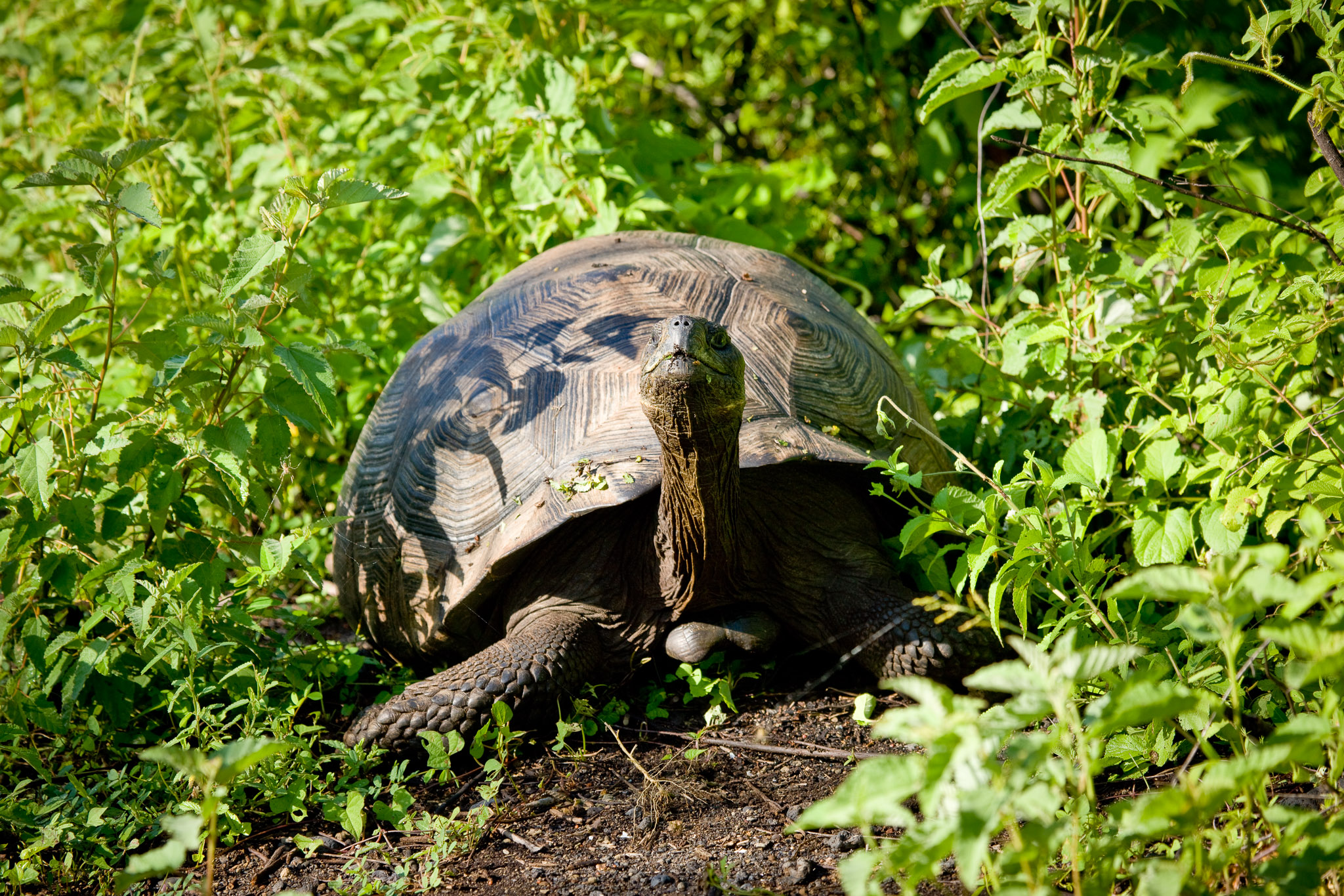 Galapagos tortoise