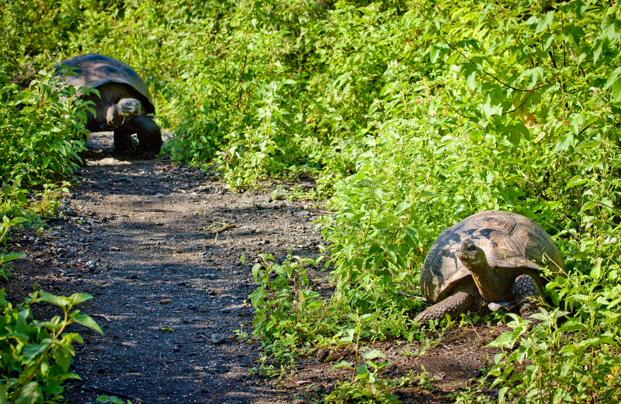 Galapagos tortoise - now we see why she was looking back