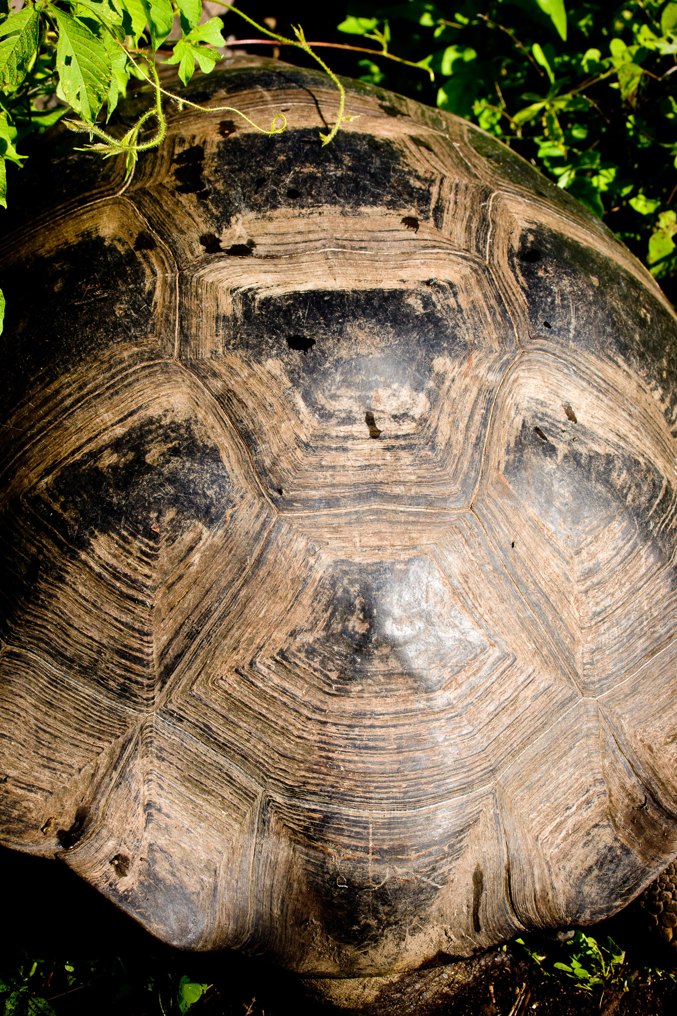 Galapagos tortoise's growth rings