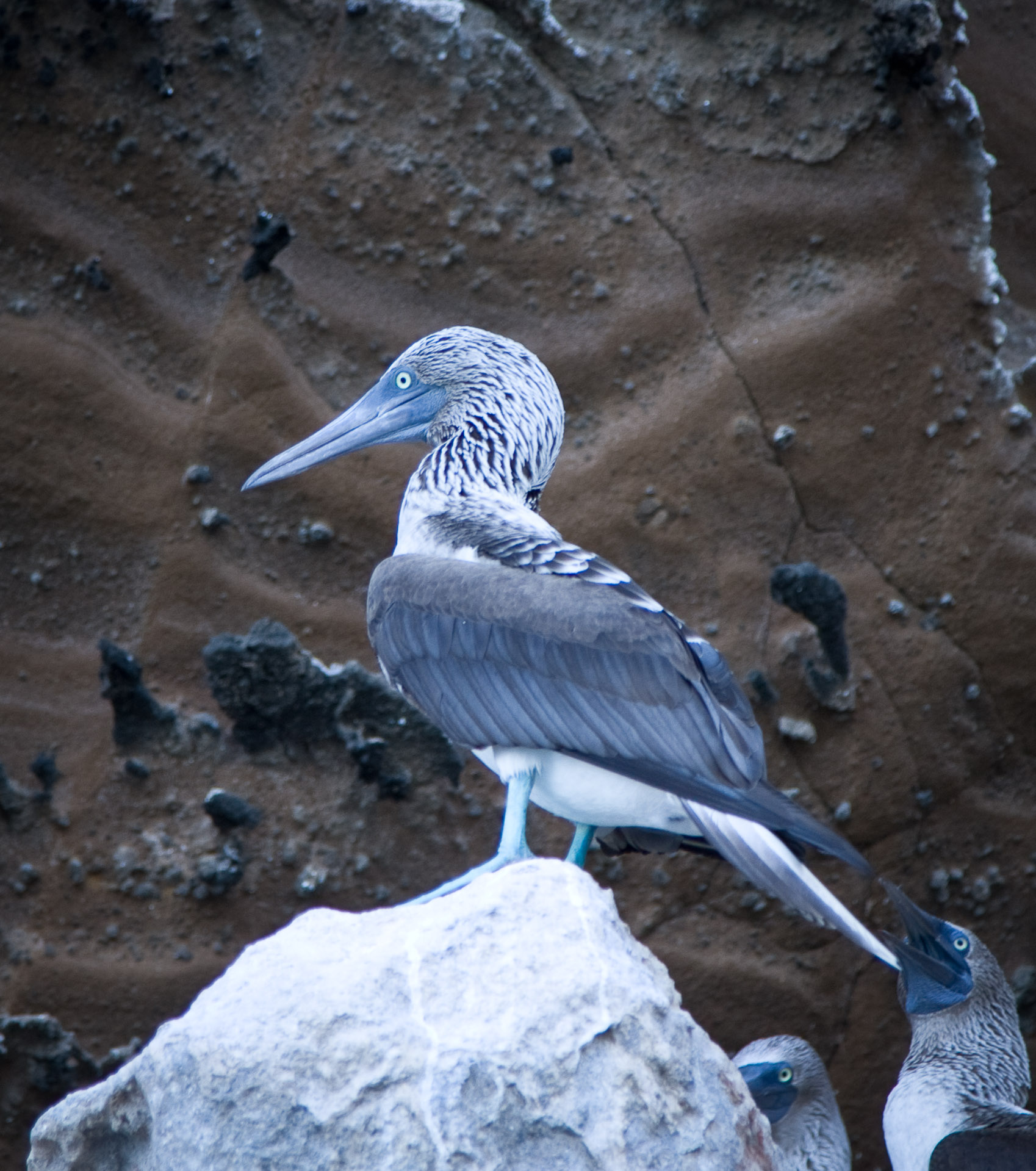 Blue-footed boobie