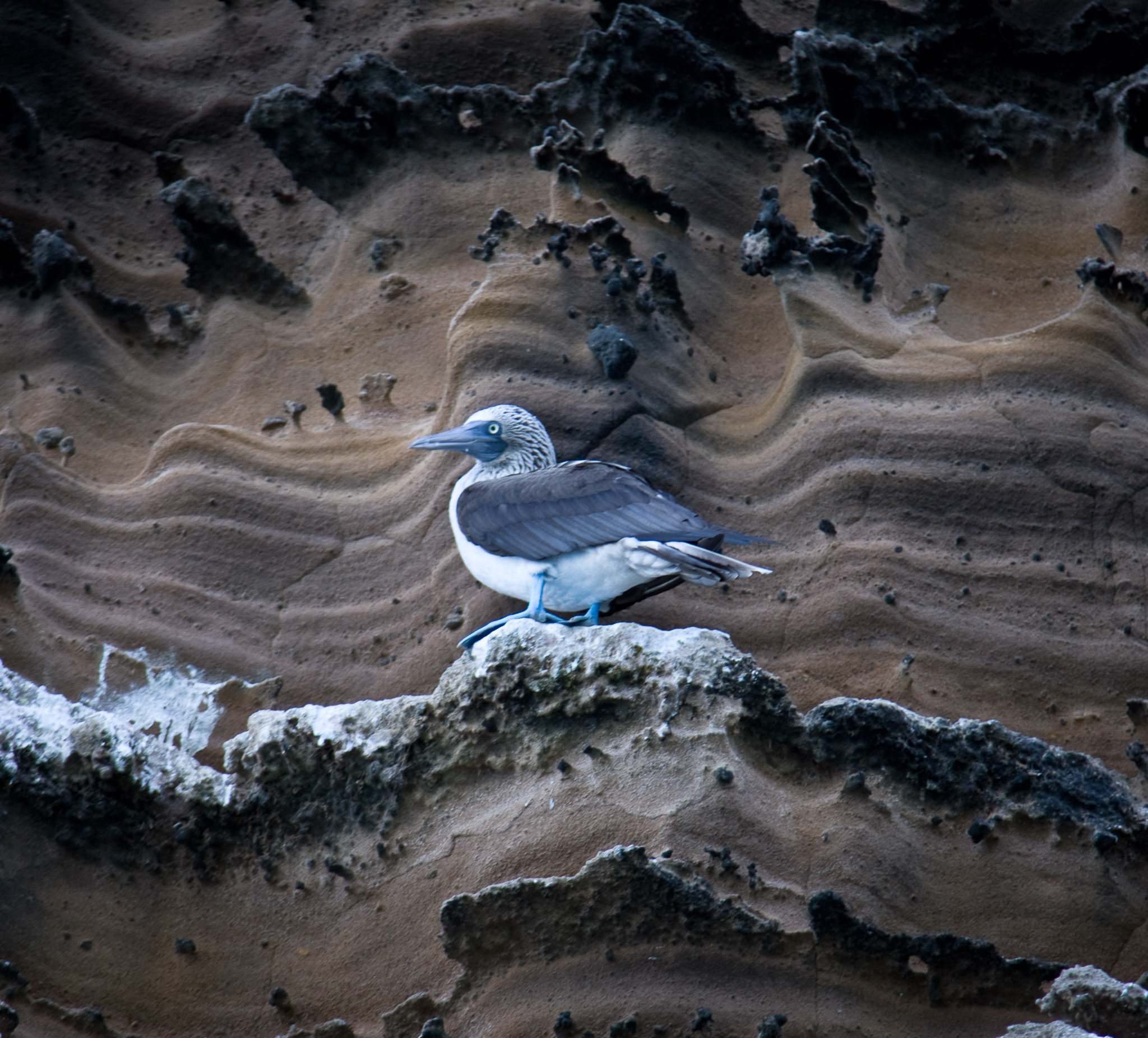 Blue-footed boobie