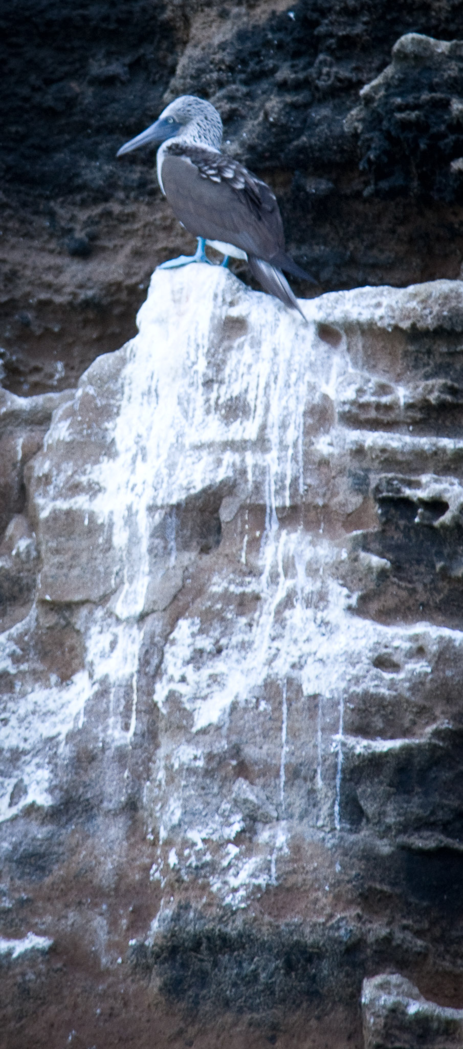 Blue-footed boobie