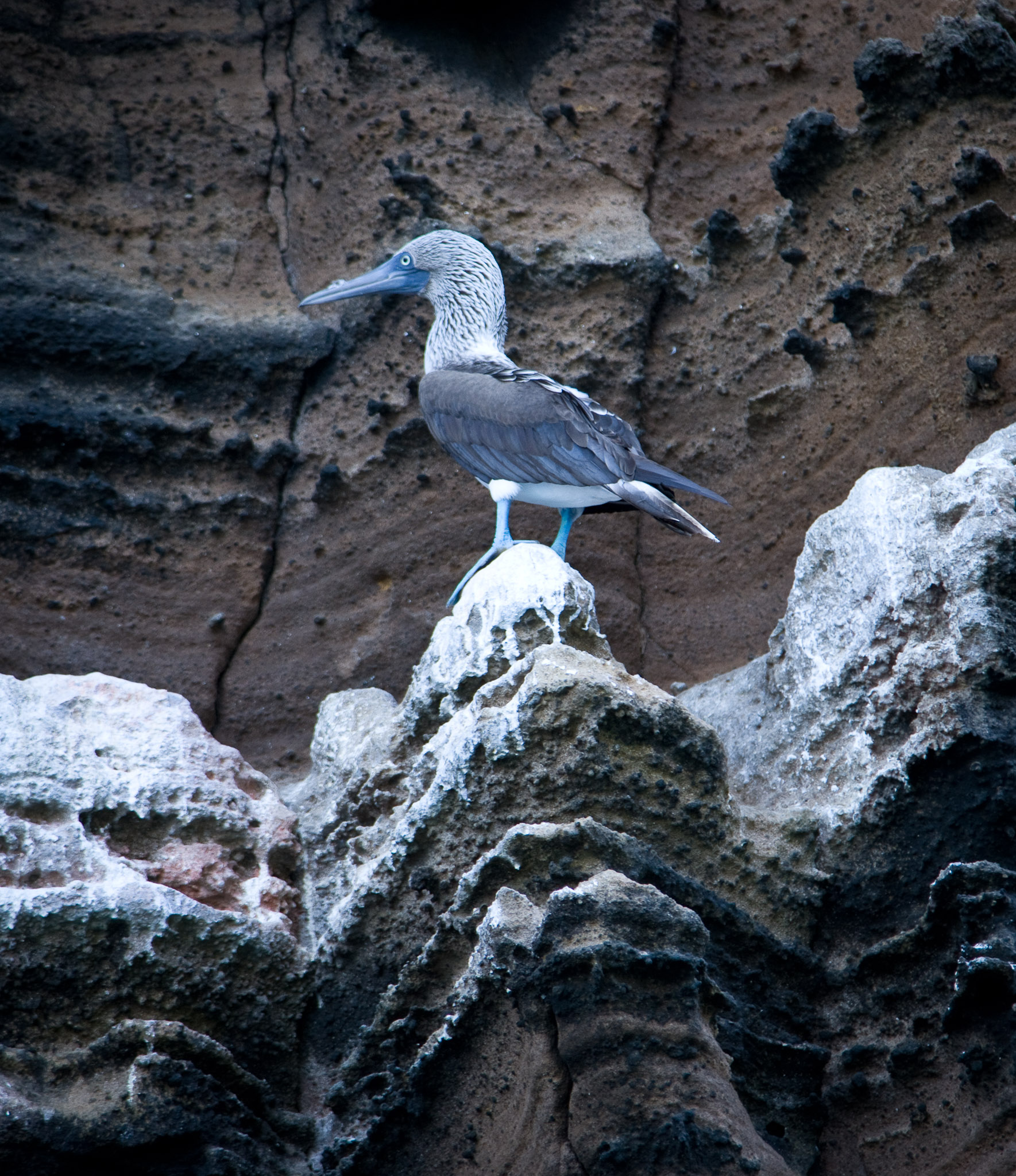 Blue-footed boobie