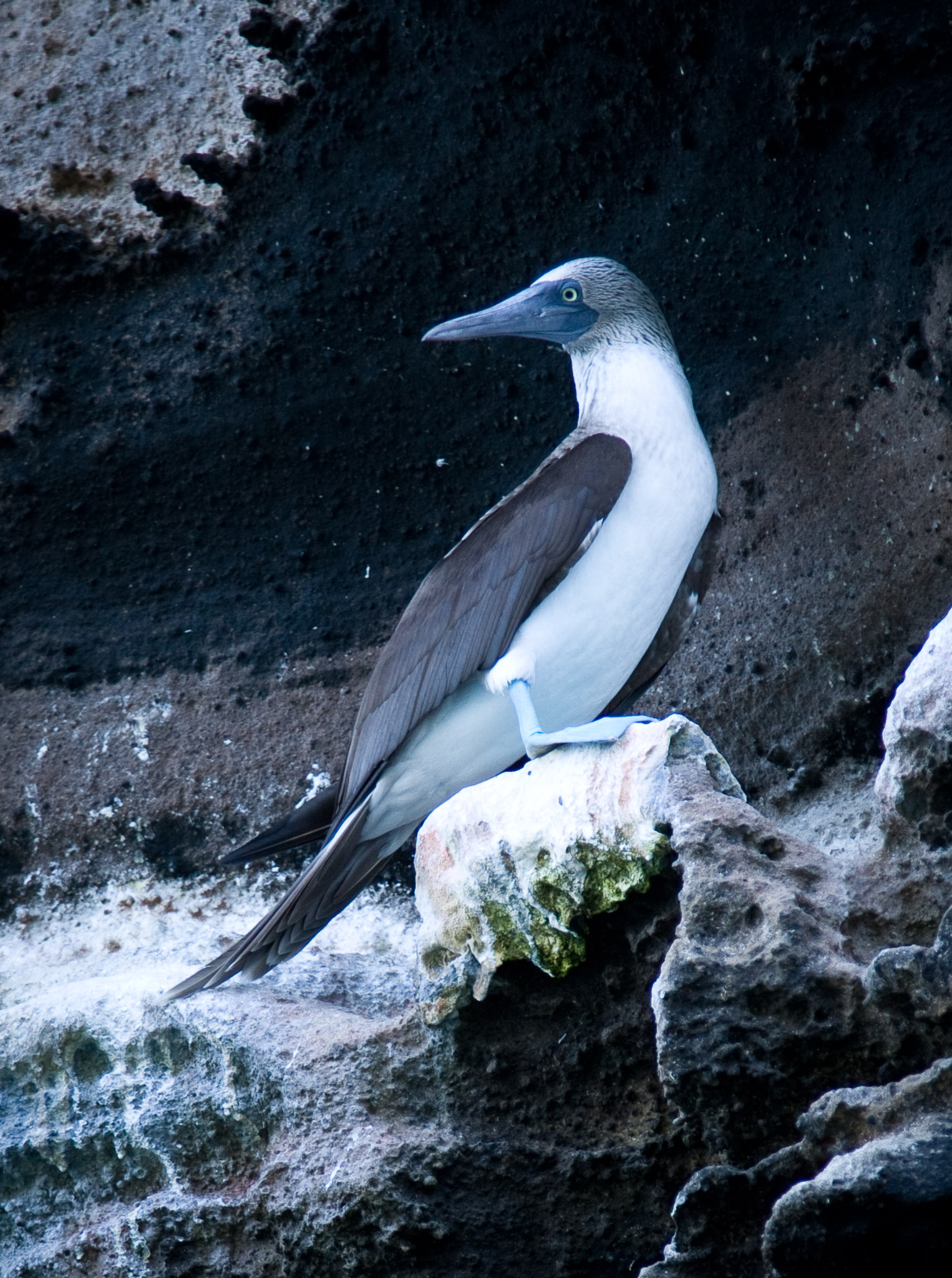 Blue-footed boobie