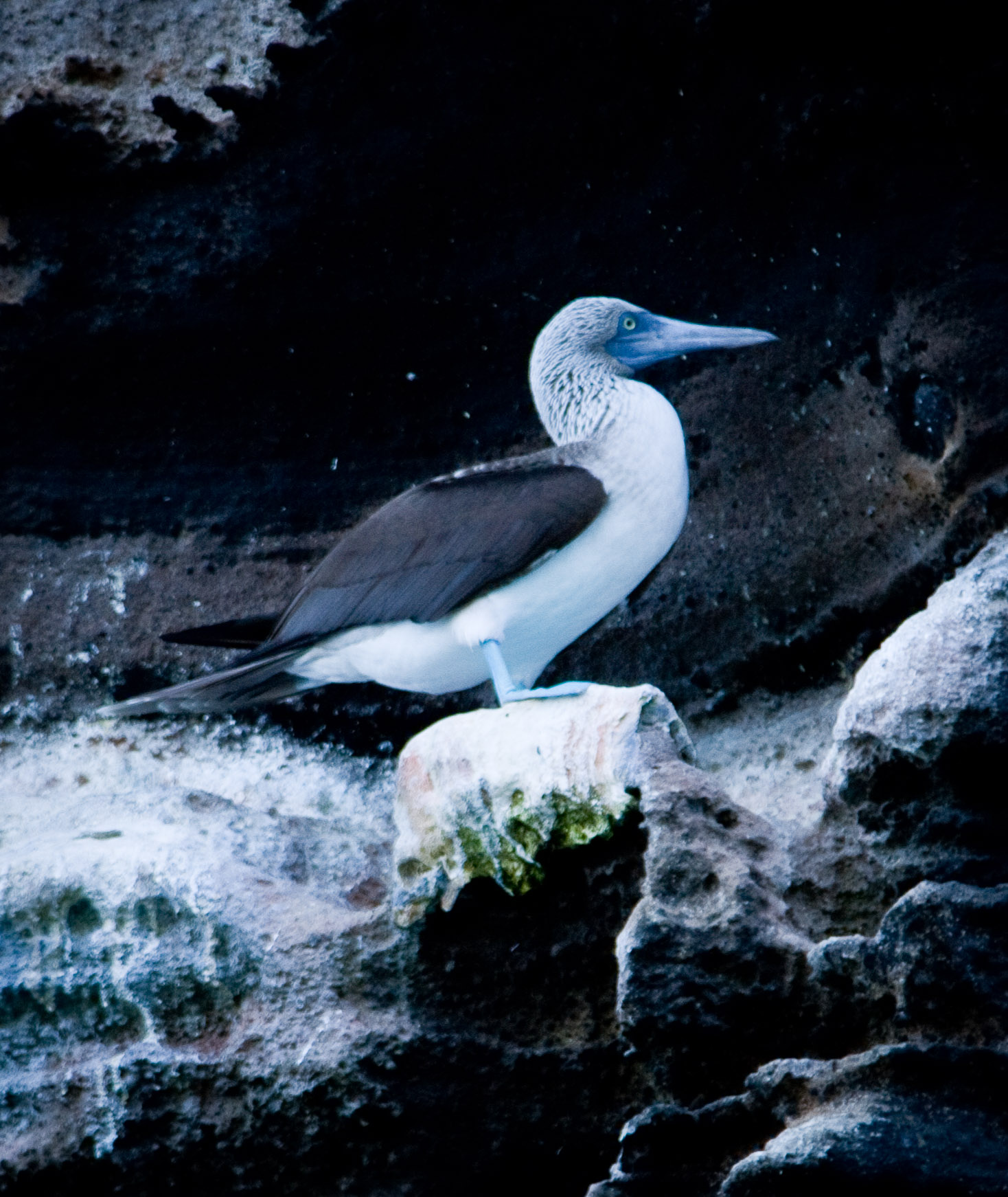 Blue-footed boobie