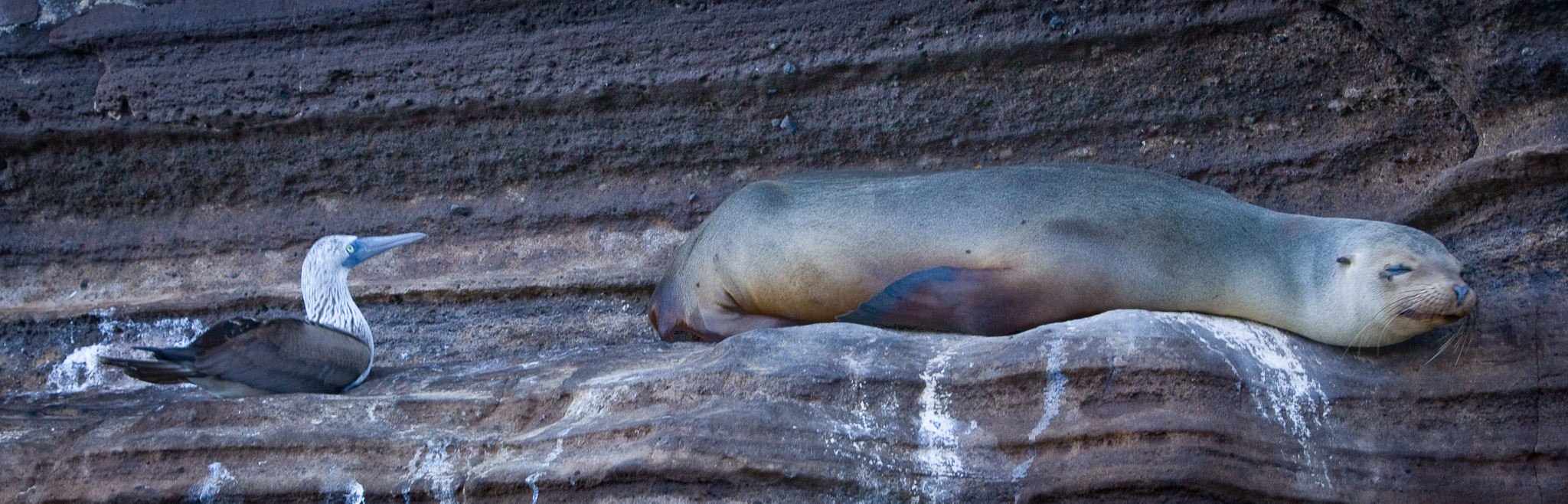 Blue-footed boobie & sea lion