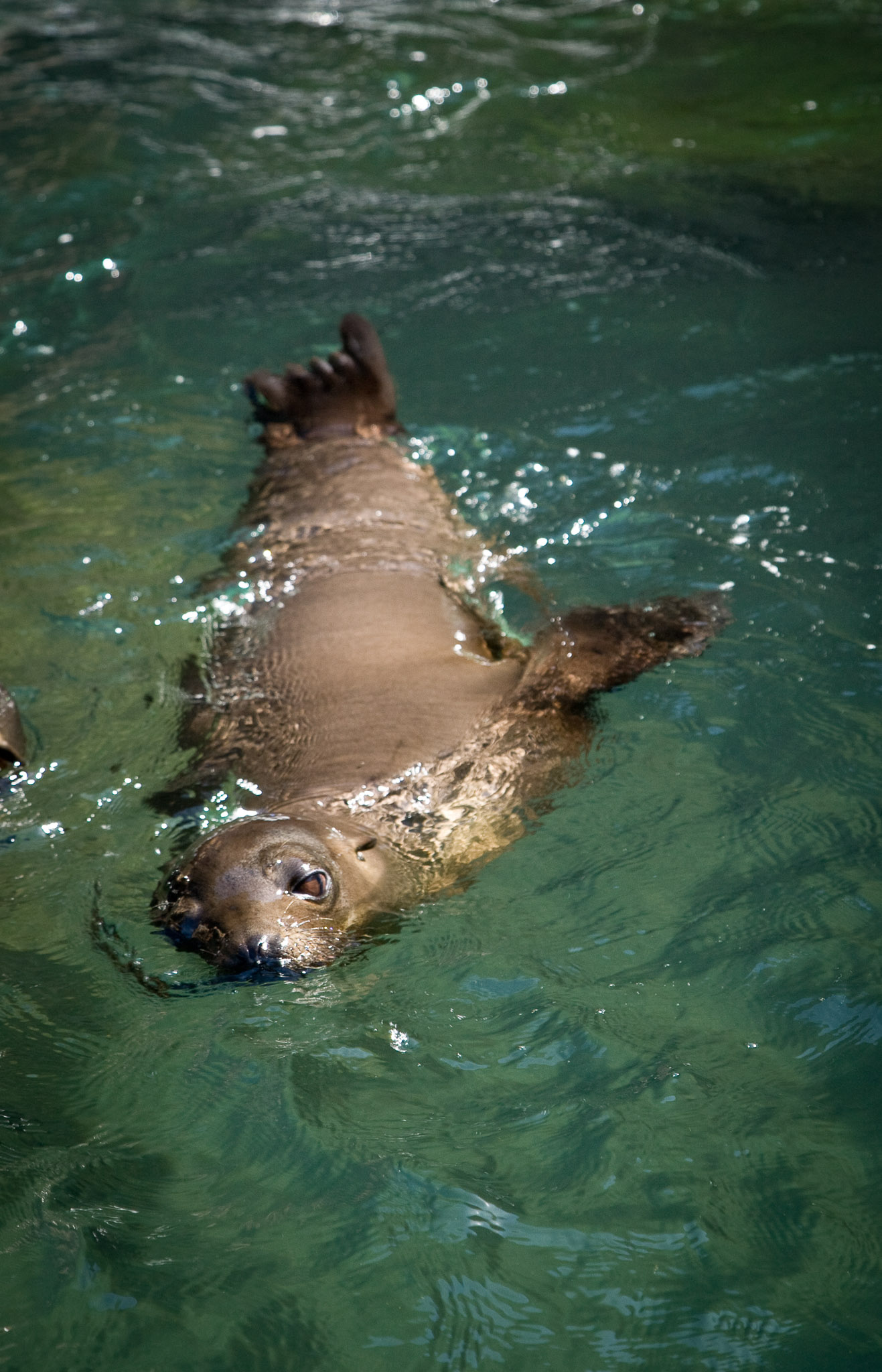 Sea lion