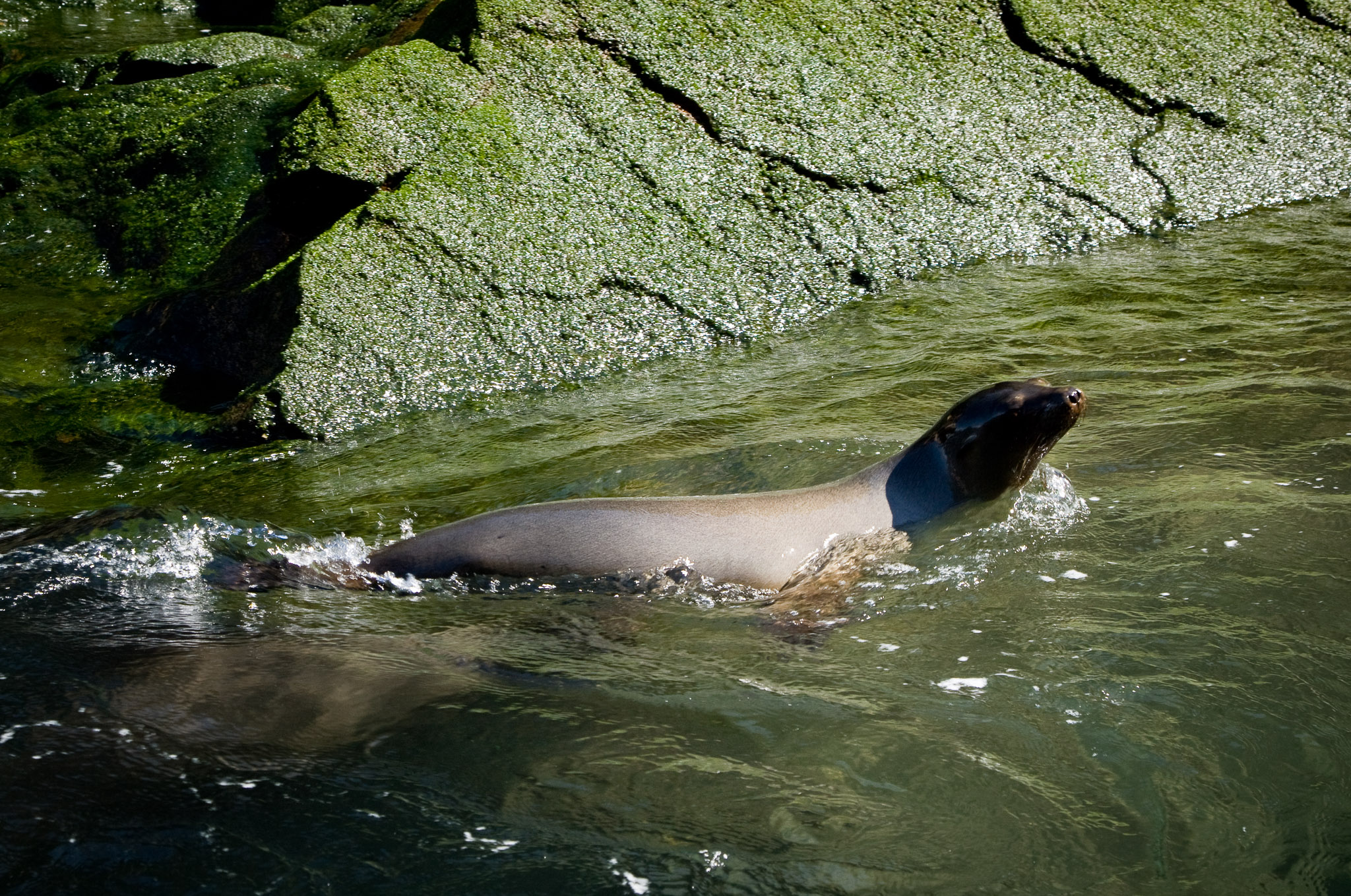 Sea lion