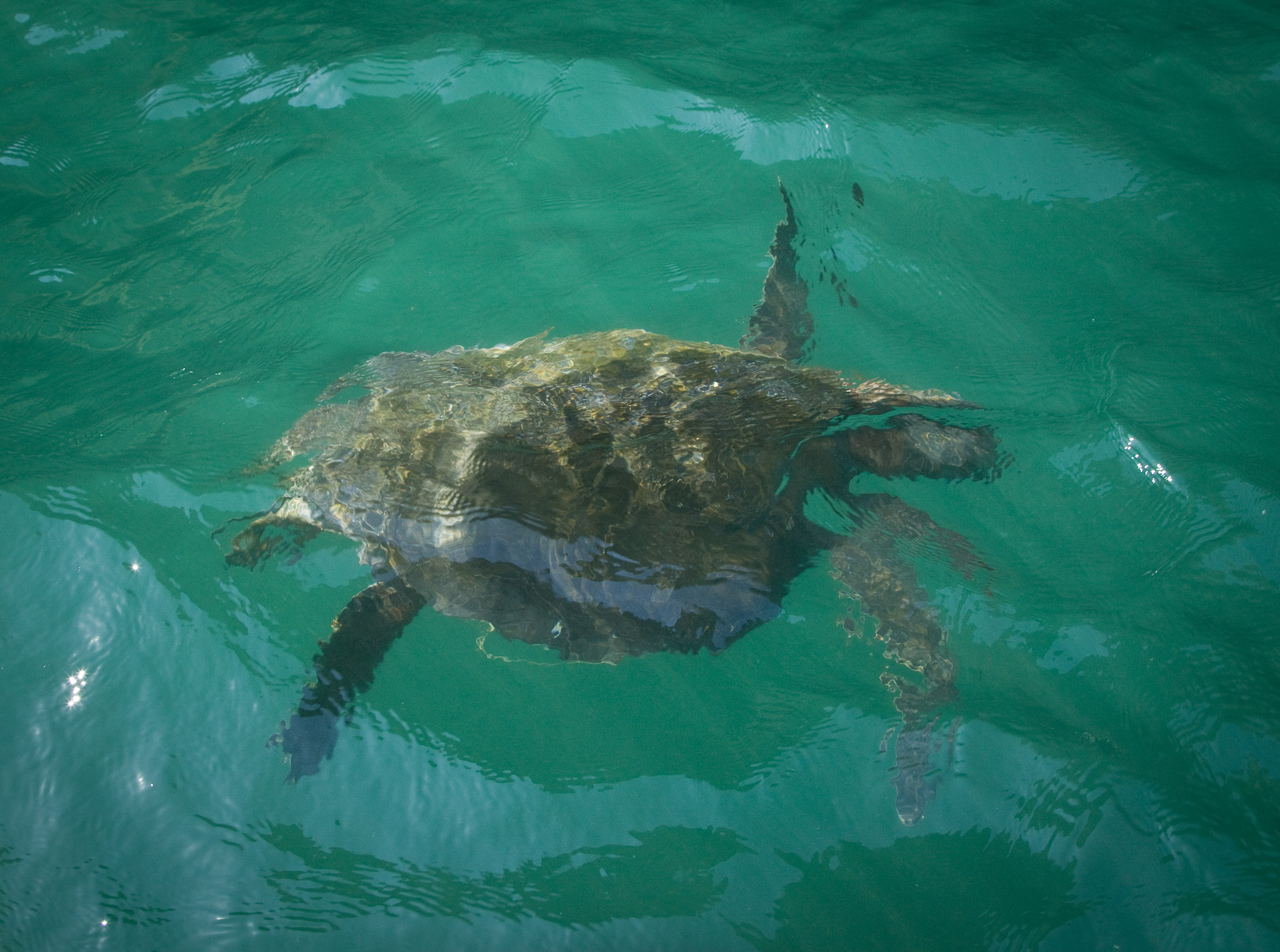 Sea turtle