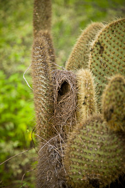 Lava finch nest