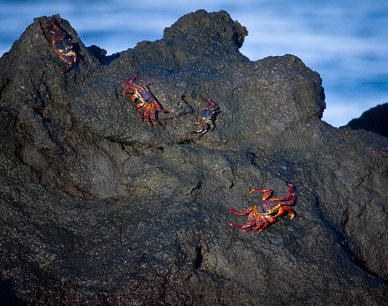 Sally lightfoot crabs