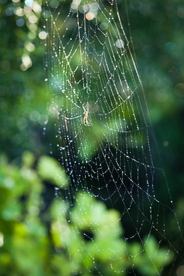 Lots of spider activity