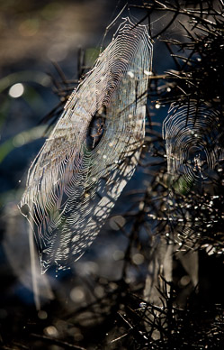 Lots of spider activity