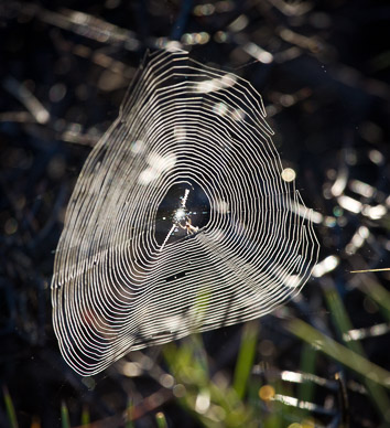 Lots of spider activity