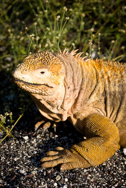 Land iguana