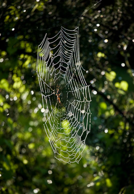 Lots of spider activity