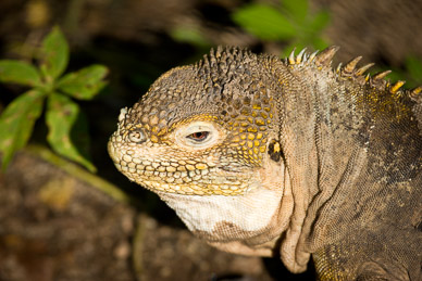 Land iguana