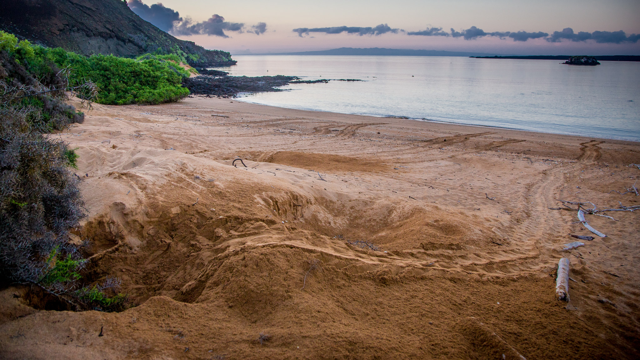 Sea turtle nest &path back to sea