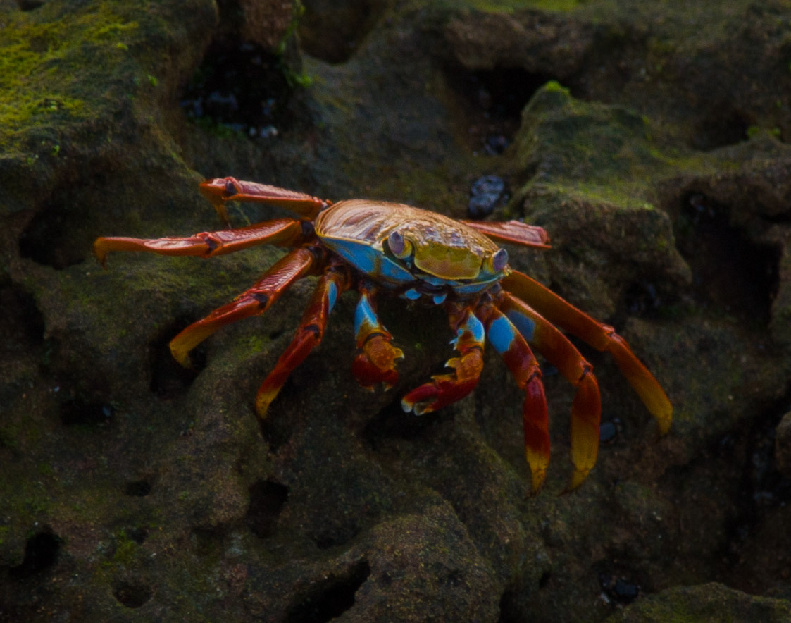 Sally lightfoot crab