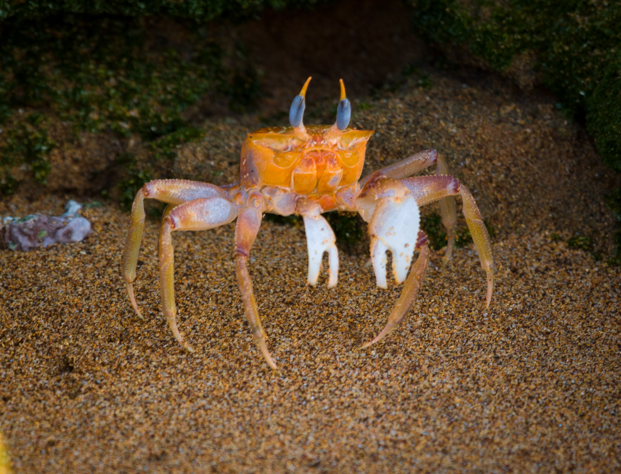 Ghost crab